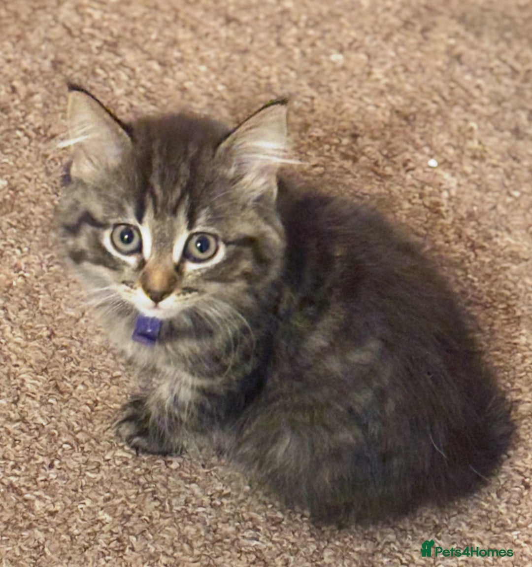Norwegian Forest Cat cats for sale: Chunky Tabby kittens ready for their new homes  - Image 5