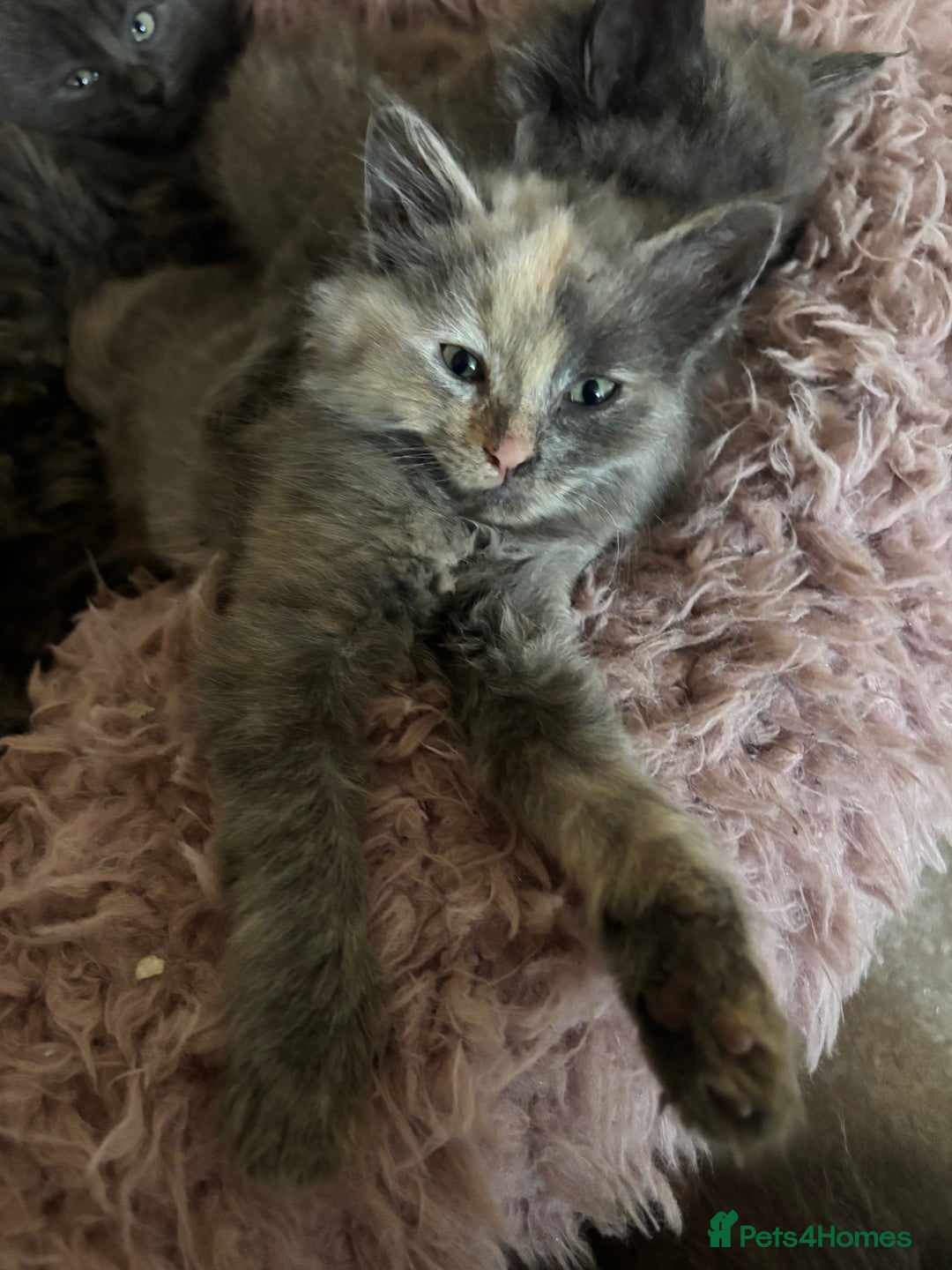 Mixed Breed cats for sale: Fluffy Turkish Angora mixed breed kittens  - Image 9