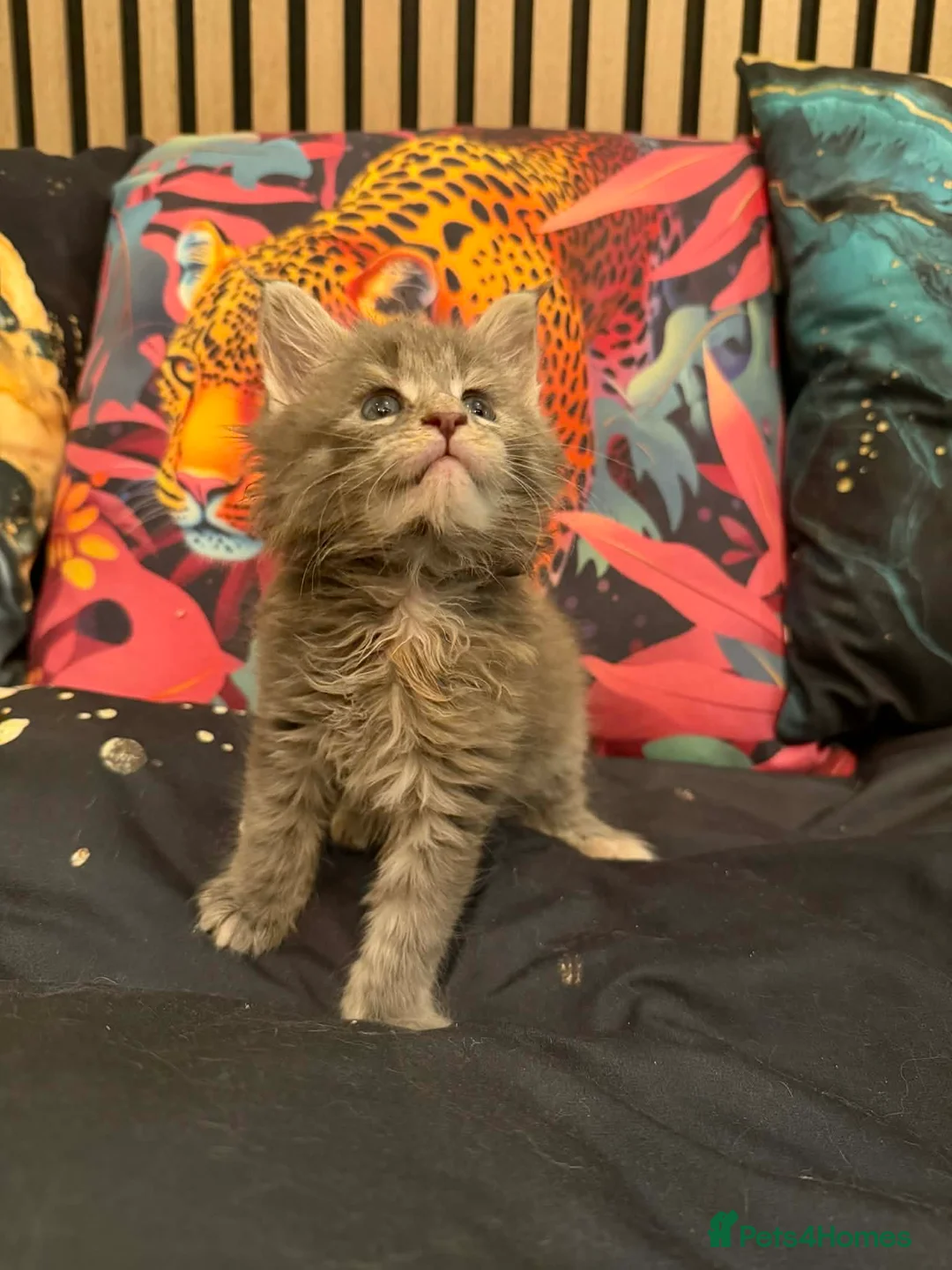 Maine Coon cats for sale: Main coon kittens - Advert 24
