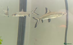 Sharks fish for sale: Juvenile Bala sharks  - Image 1