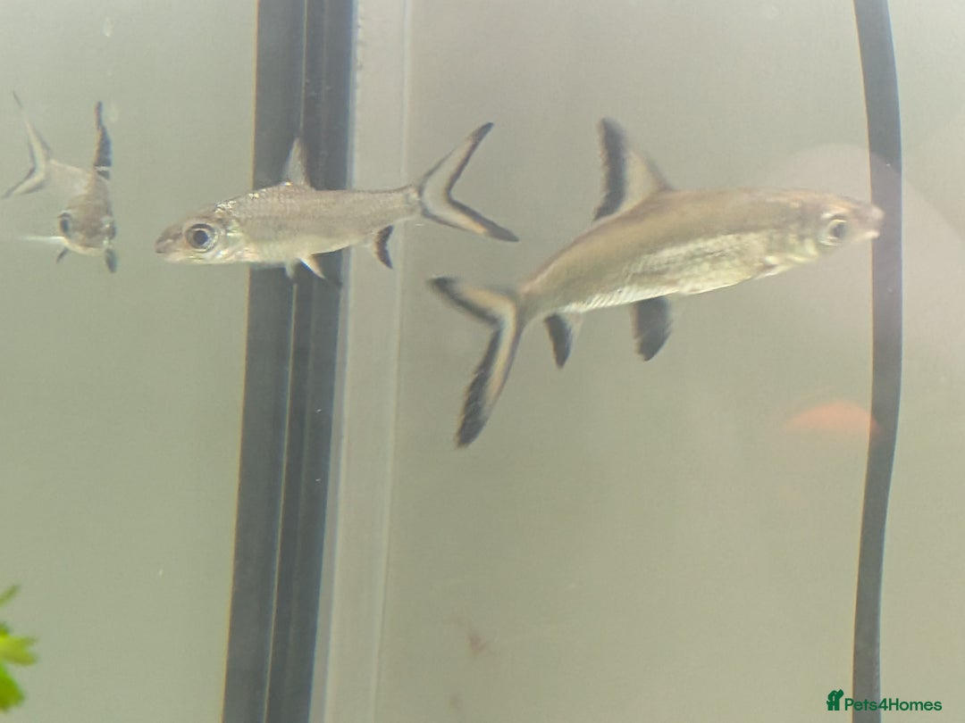 Sharks fish for sale: Juvenile Bala sharks  - Image 1