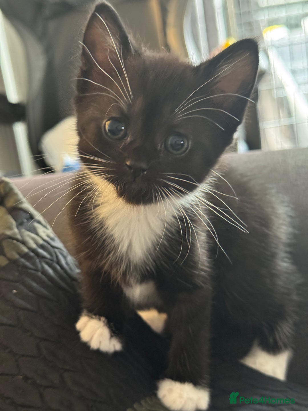 British Shorthair cats for sale: Kittens Ready to go  - Image 4