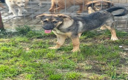 Mixed Breed dogs for adoption: BIBY, a Lovely young girl - for a Loving Home - Advert 7
