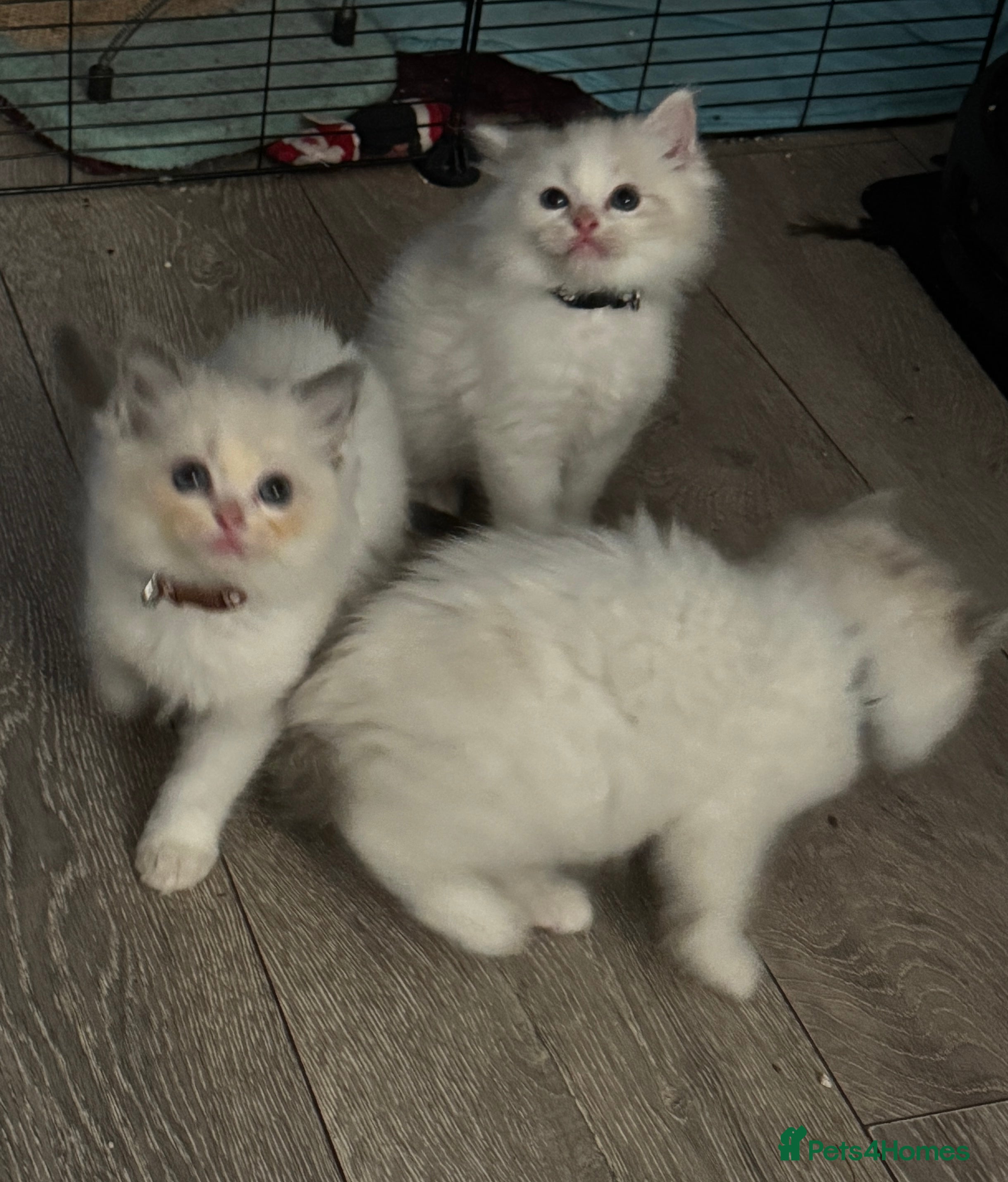 Ragdoll cats Pure Ragdoll kittens, ready from tomorrow - Advert 12