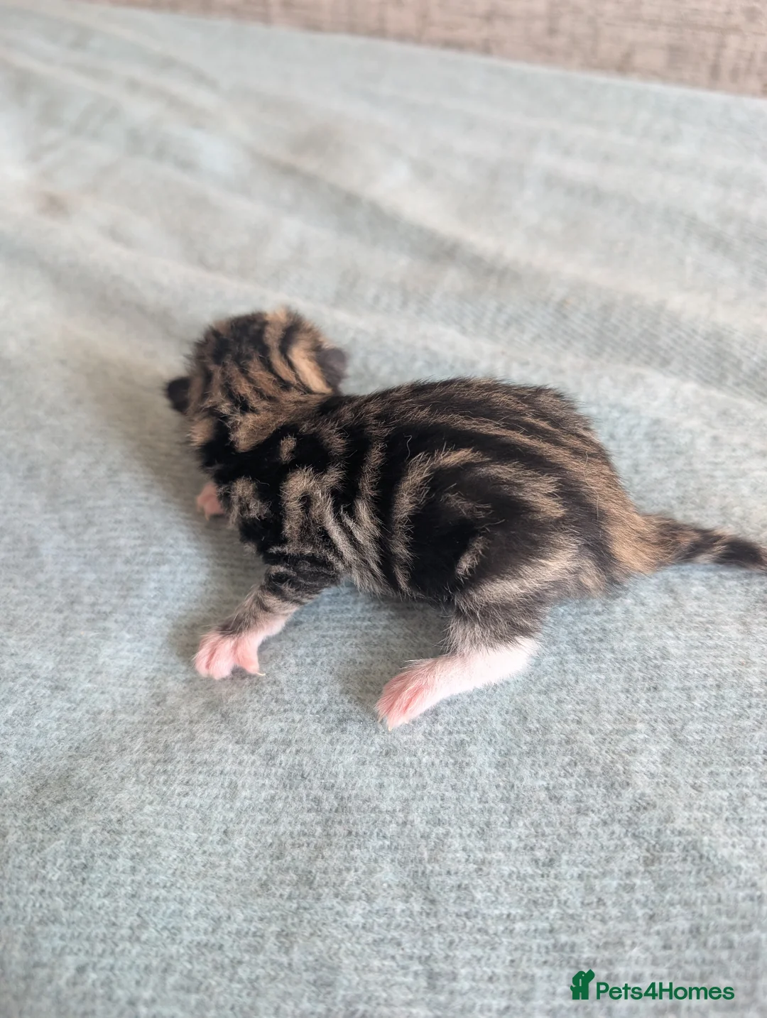 Mixed Breed cats for sale: Kittens - Advert 1