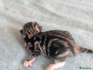 Mixed Breed cats Kittens - Advert 2