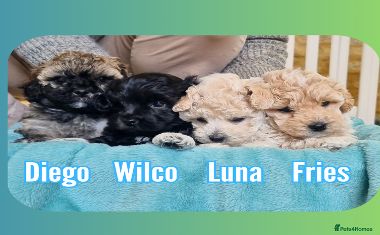 Maltipoo dogs - Advert 2