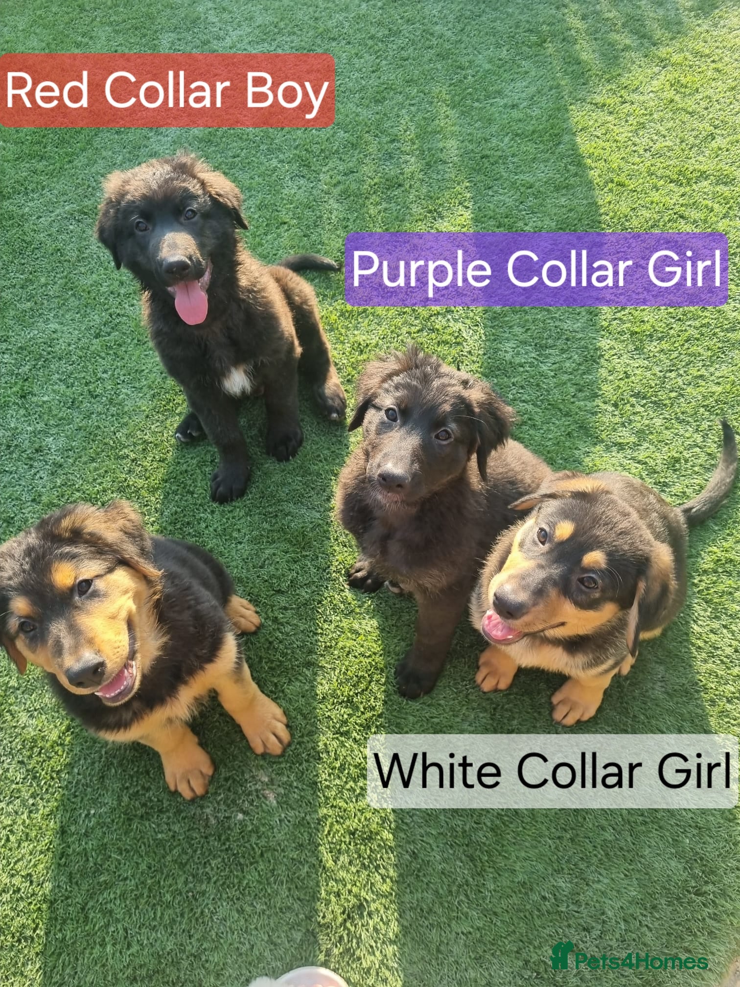 Sheprador dogs Sheprador Puppies – German Shepherd × Labrador - Advert 2