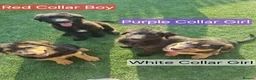 Sheprador dogs for sale: Sheprador Puppies – German Shepherd × Labrador - Advert 1