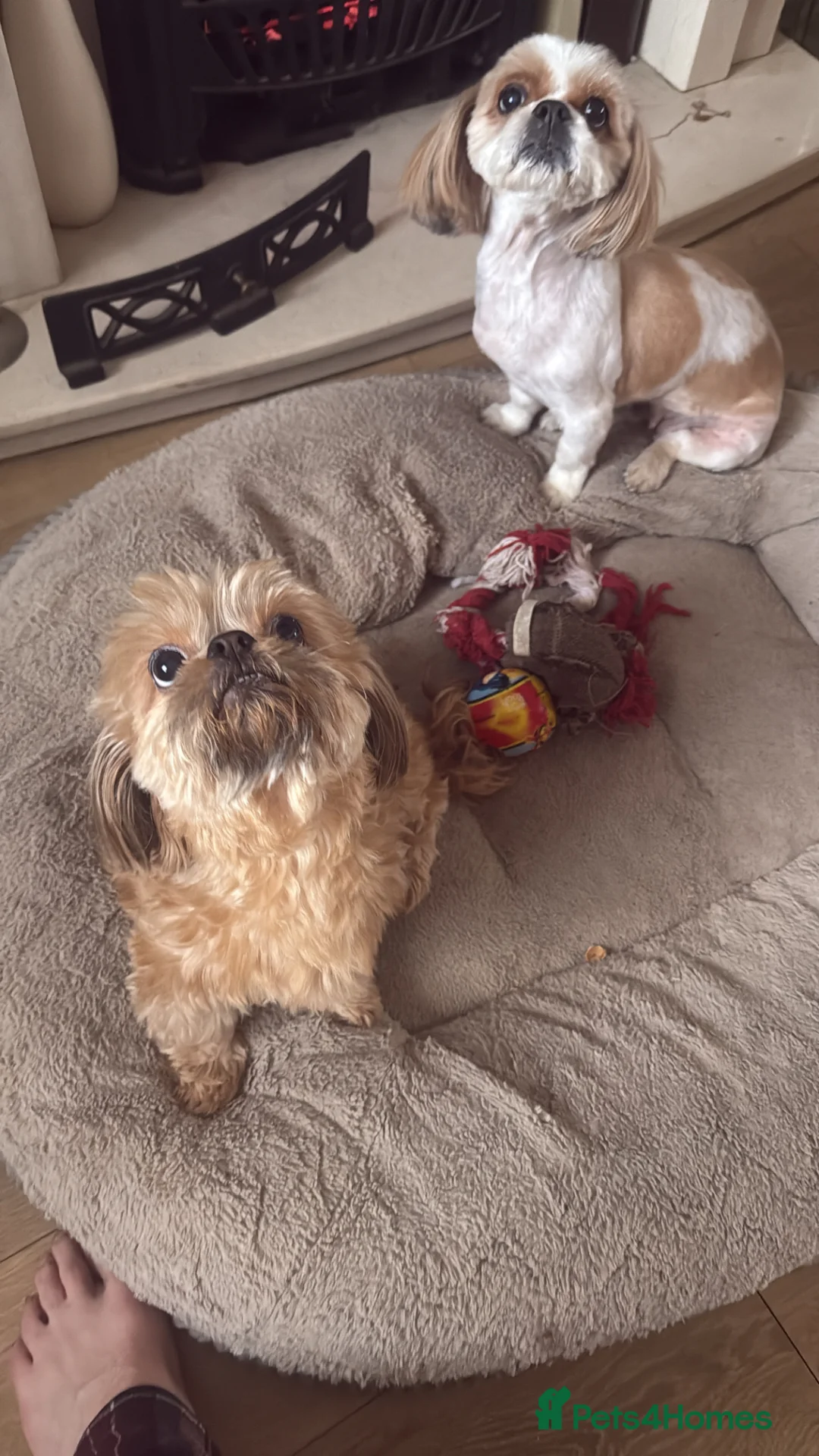 Shihpoo dogs for sale: Shihpoo’s for sale x3  - Advert 2