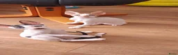Cornish Rex cats for sale: Cornish Rex Kittens Available for Reservation  - Advert 21