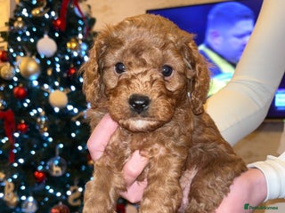 Cavapoo dogs Cavapoo F1B 2x boys 1 girl AVAILABLE - Advert 2