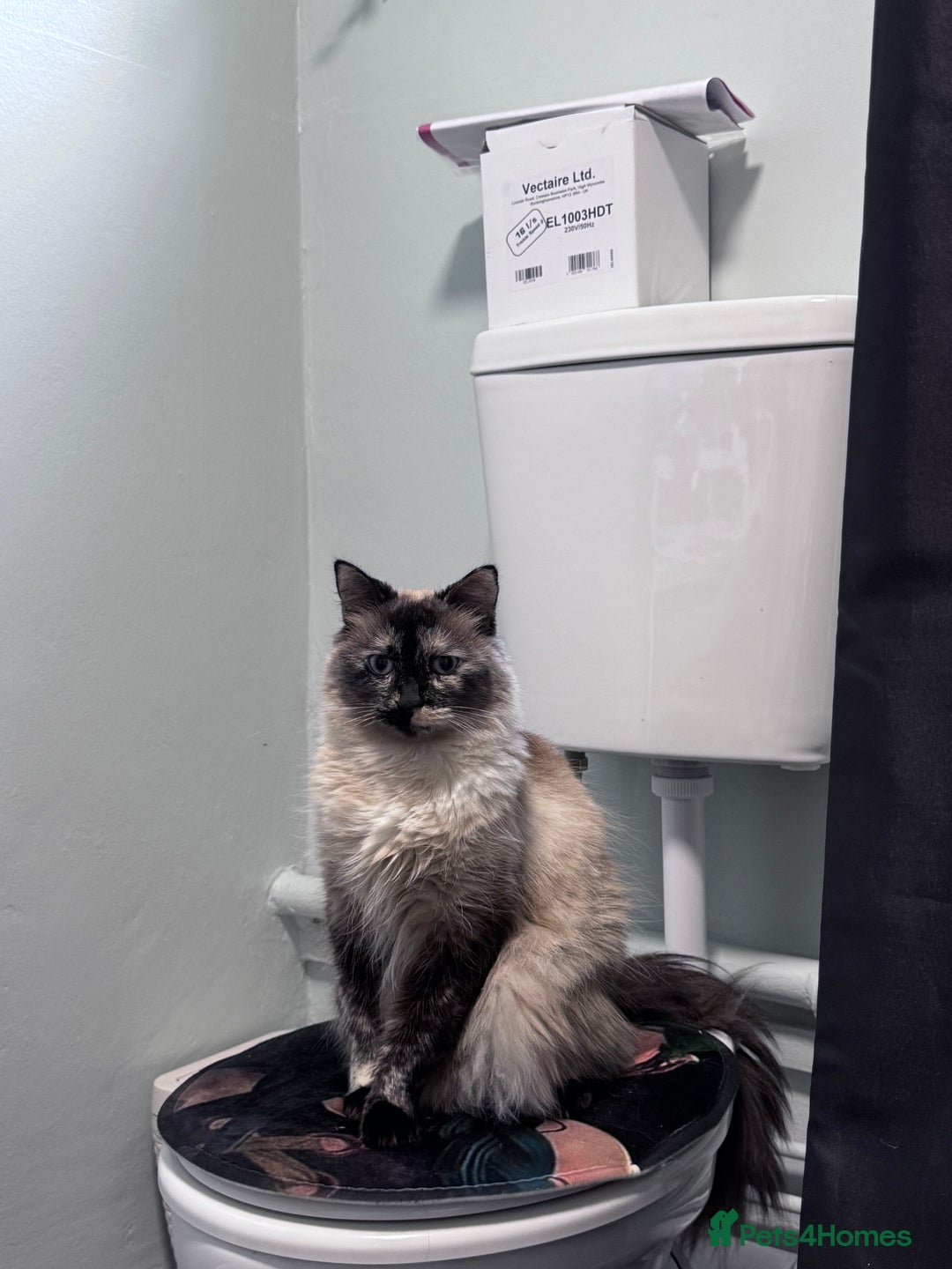 Domestic Shorthair cats for sale: Black Cat and A Torte Siamese RagDoll cat Female  - Advert 11