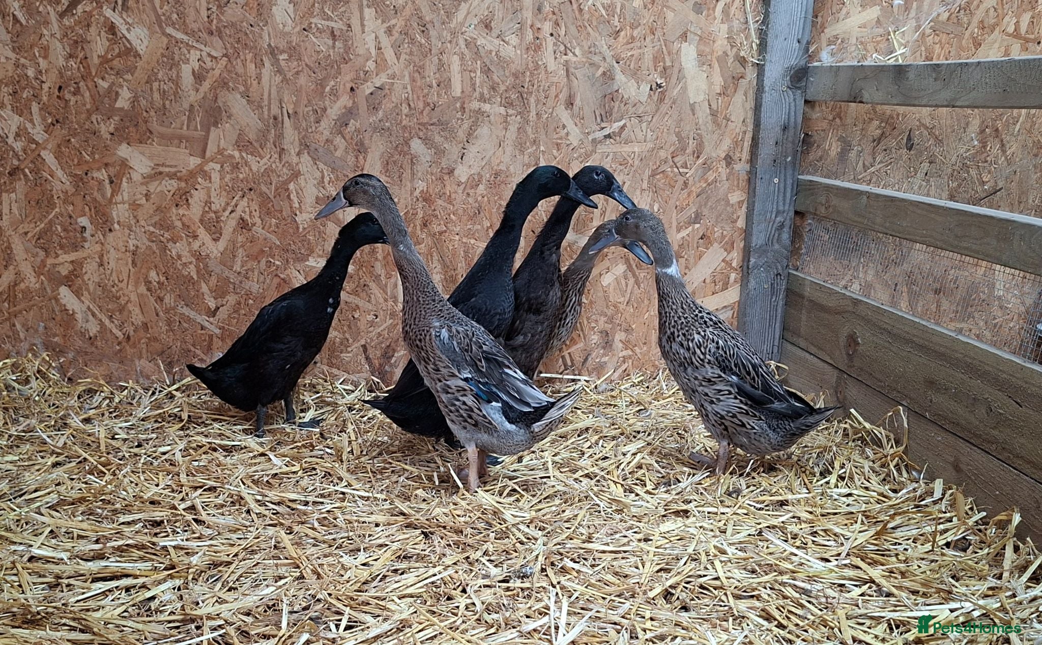 Ducks poultry Pairs of Runner Ducks - Advert 2