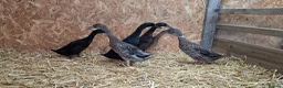Ducks poultry for sale: Pairs of Runner Ducks - Advert 2