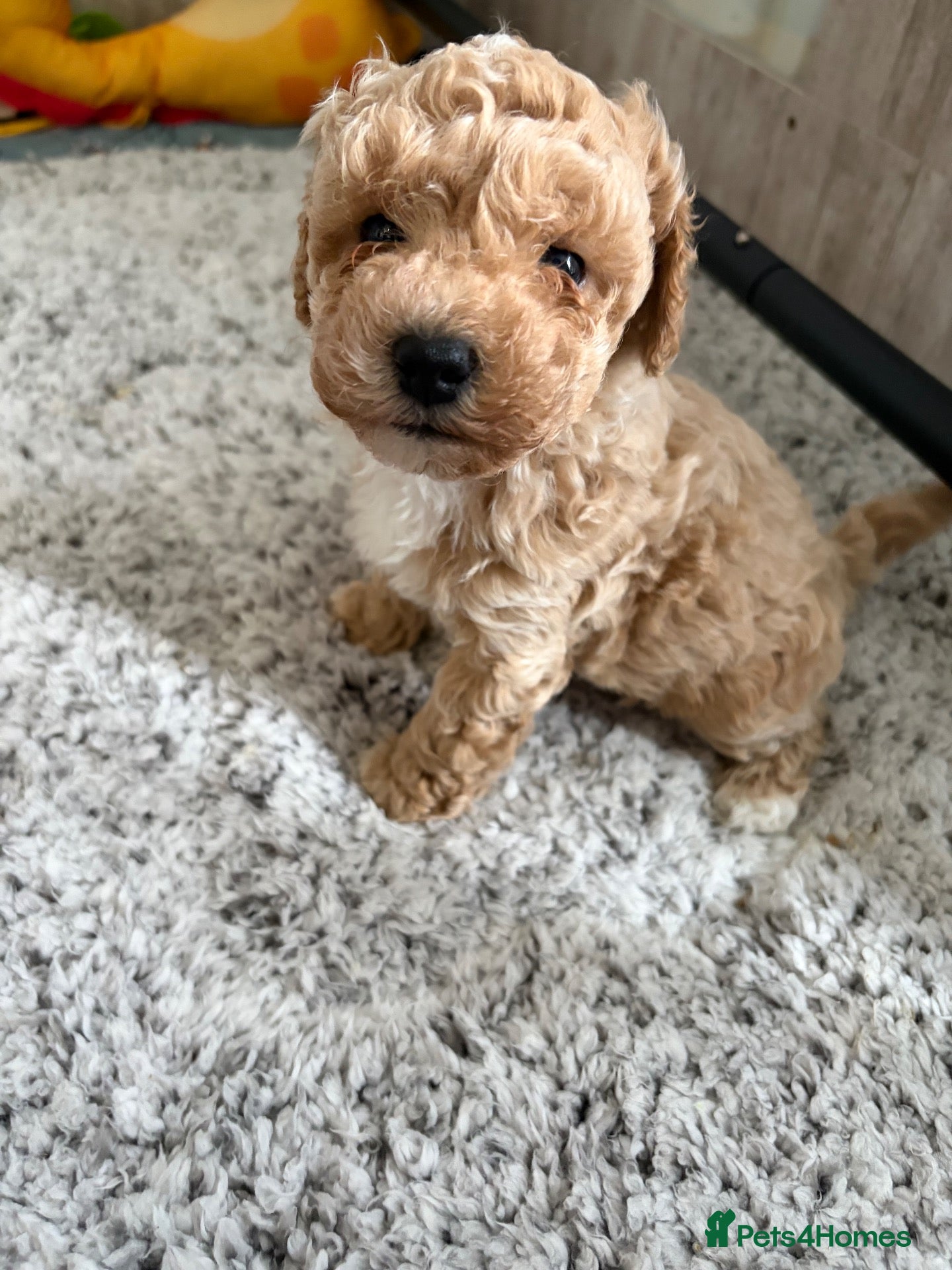 Maltipoo dogs 🐾 F1b Maltipoo Puppies Available – Bingham 🐾 - Advert 2