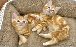 Mixed Breed cats for sale: GORGEOUS KITTENS  - Advert 5