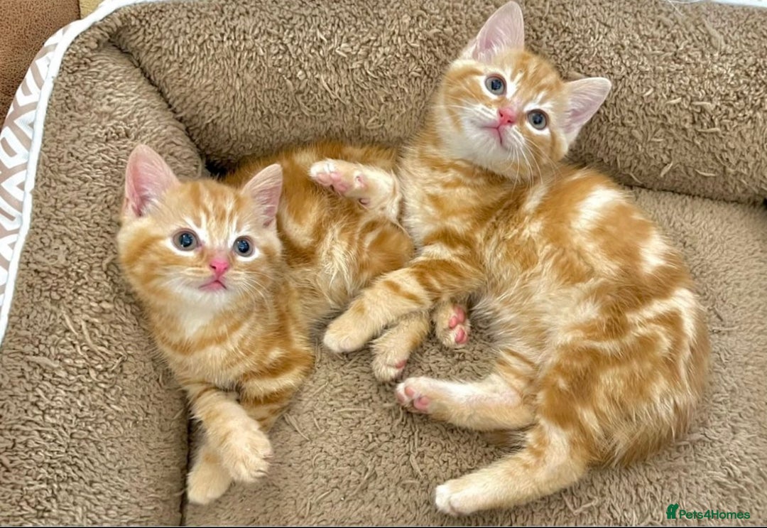 Mixed Breed cats for sale: GORGEOUS KITTENS  - Advert 5