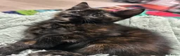 Domestic Shorthair cats for sale: 5 Beautiful kittens, READY TO GO!  - Advert 11