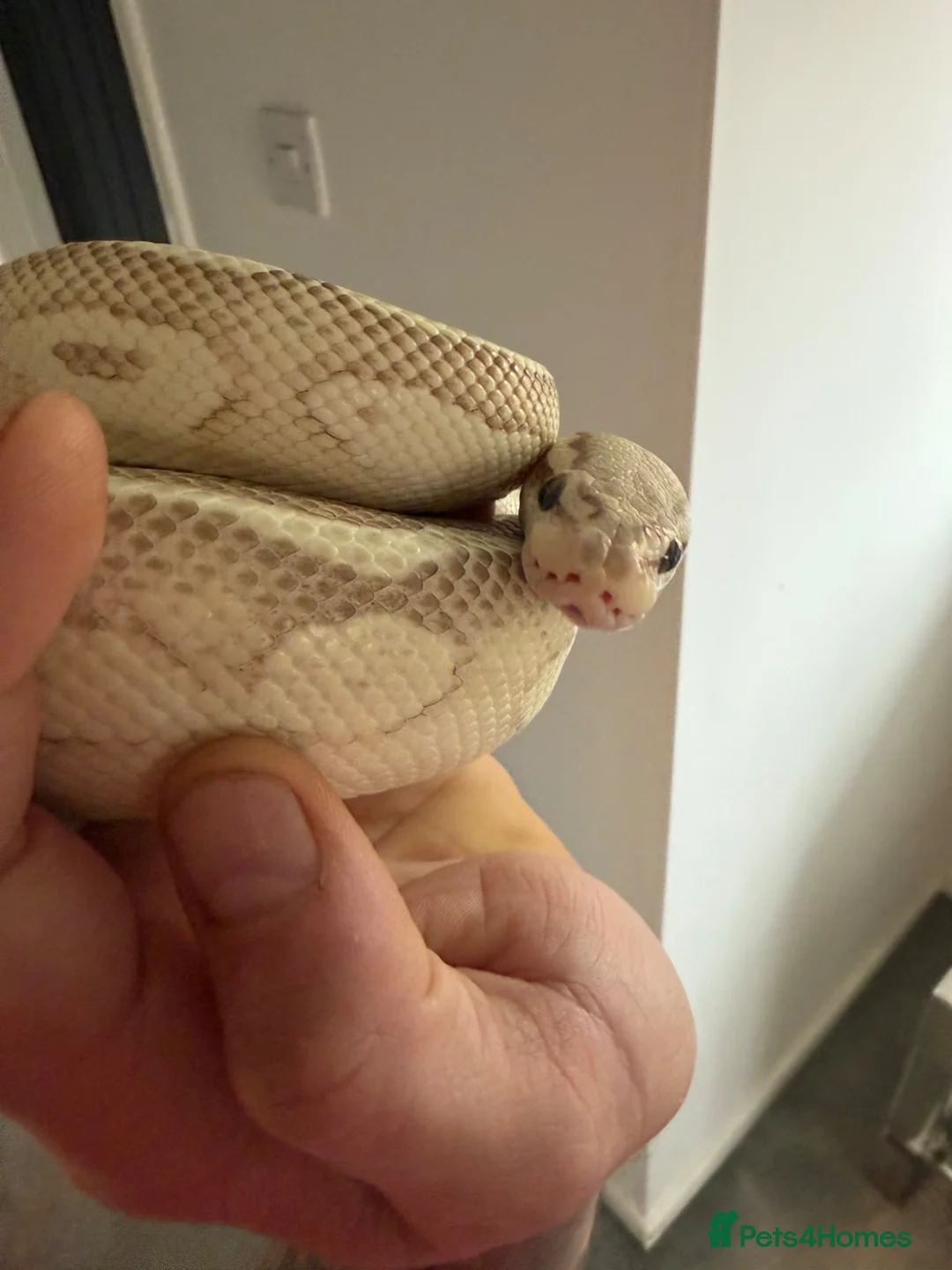 Python Snake reptiles for sale: Make royal python  in Newcastle upon Tyne - Advert 2