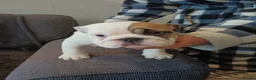 English Bulldog dogs for sale: Bulldog pups  - Advert 5