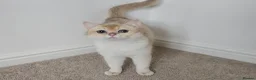 British Shorthair cats for sale: Blue eyed Golden British Shorthair female & male - Advert 9