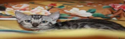 Bengal cats for sale: Four Bengal Kittens for Sale. TICA Pedigree Reg'd - Advert 4