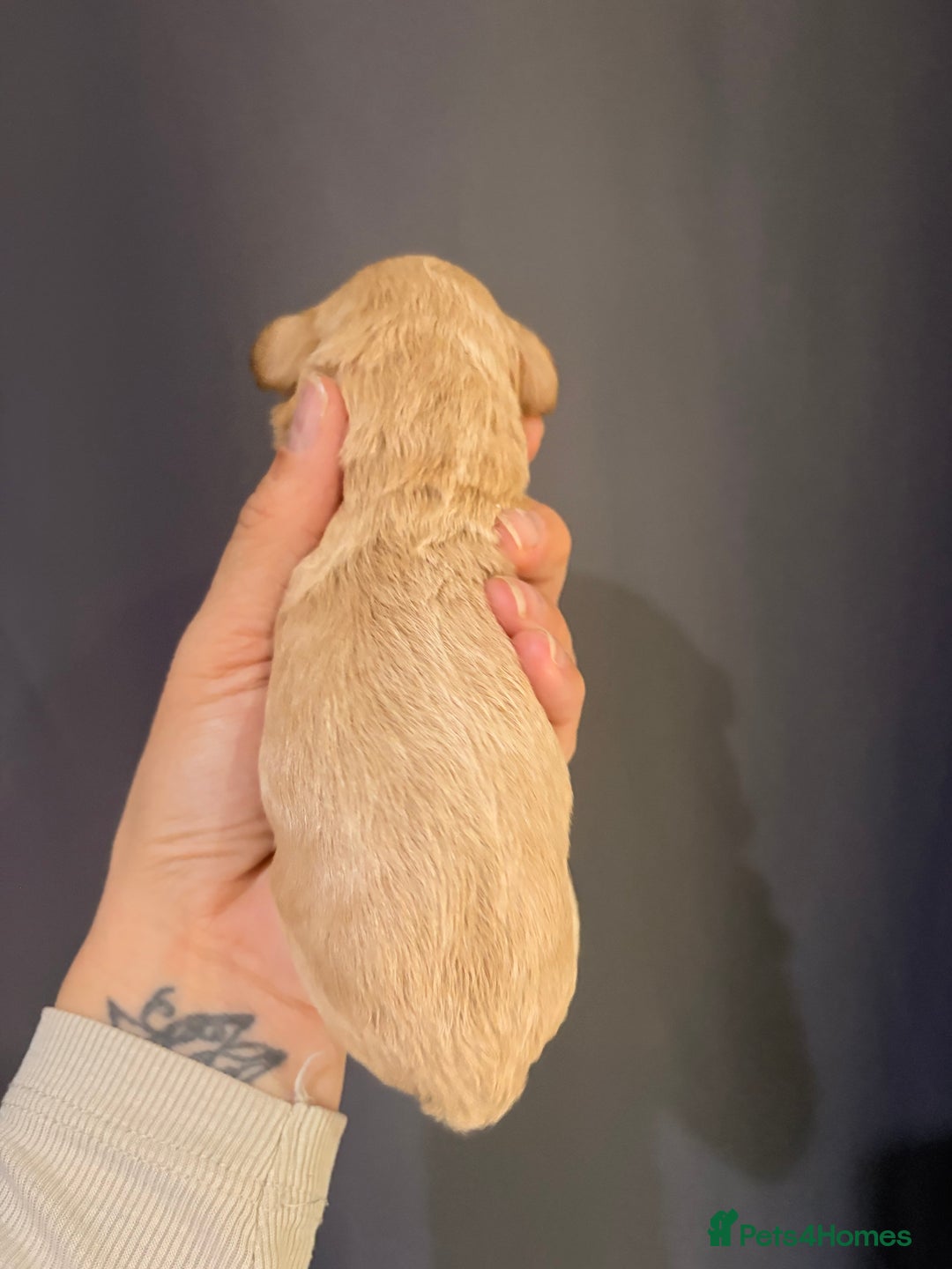 Goldendoodle dogs for sale: Superb litter of Mini Goldendoodle puppies  - Image 6