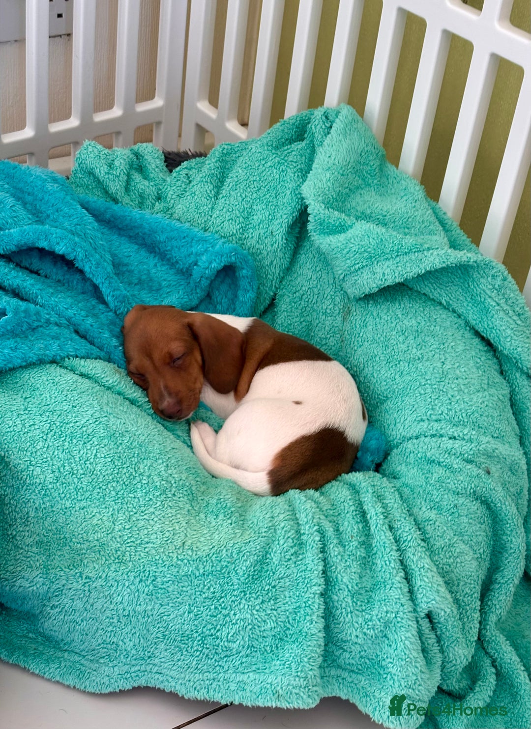 Miniature Dachshund dogs for sale: Pure Piebald Miniature Dachshunds Champion Lines - Image 13