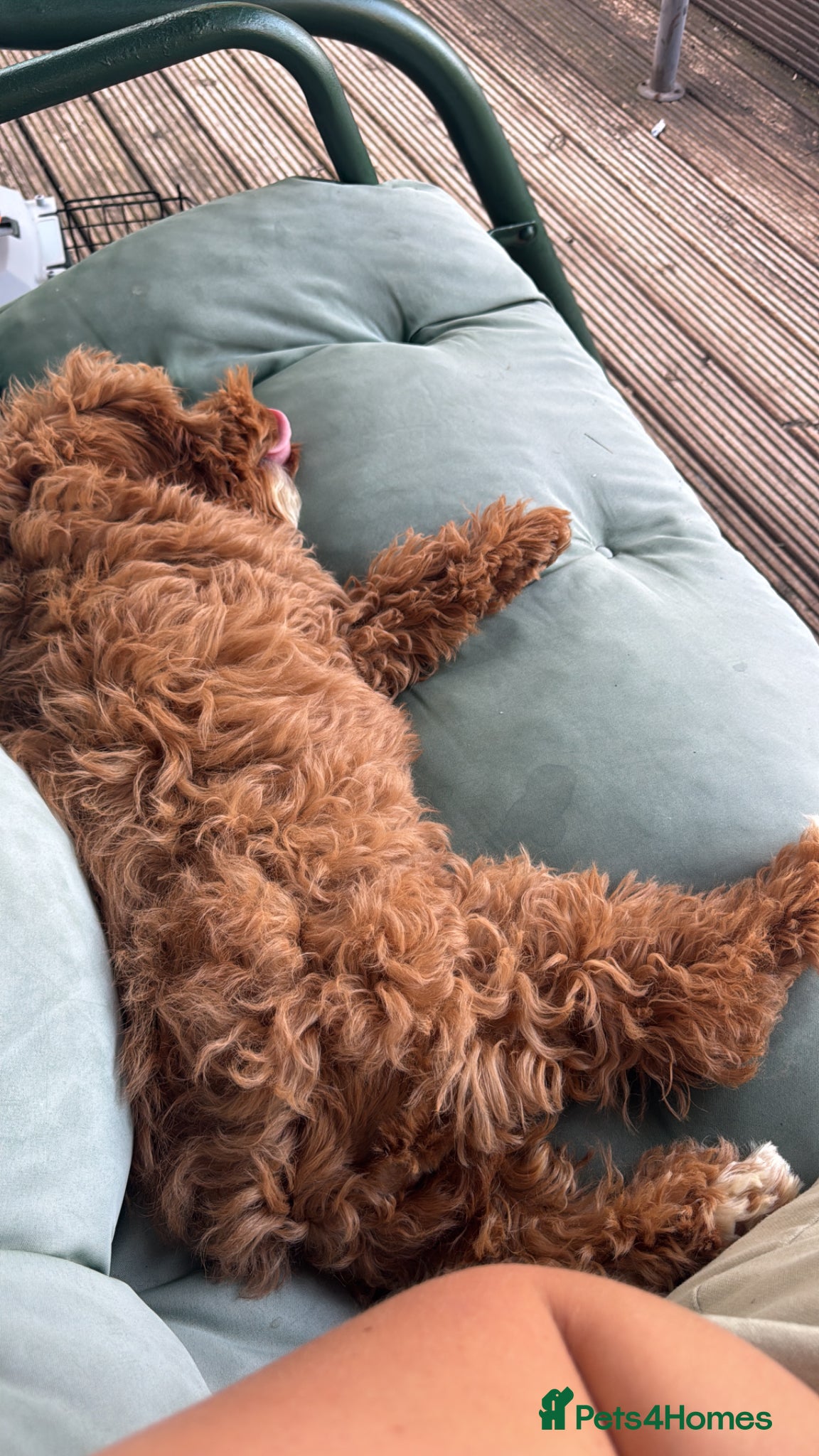 Cockapoo dogs for sale: Ginger the Cockapoo - Advert 2