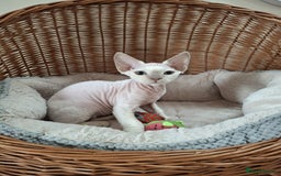 Devon Rex cats for sale: 🥰Leo lilac point with blue eyes Ready now - Image 4