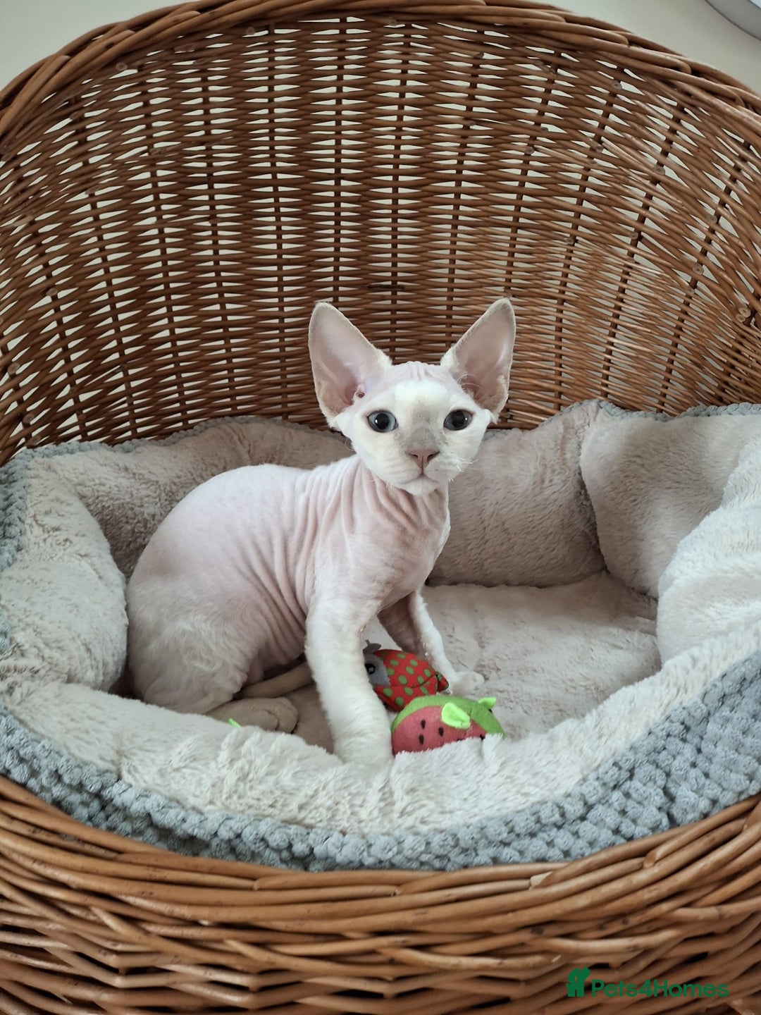 Devon Rex cats for sale: 🥰Leo lilac point with blue eyes Ready now - Image 4