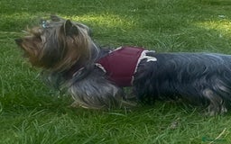 Yorkshire Terrier dogs for sale: Yorkshire Terrier puppies  - Image 19