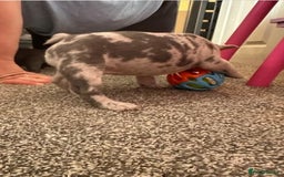 French Bulldog dogs for sale: French Bulldog Puppies - Image 2