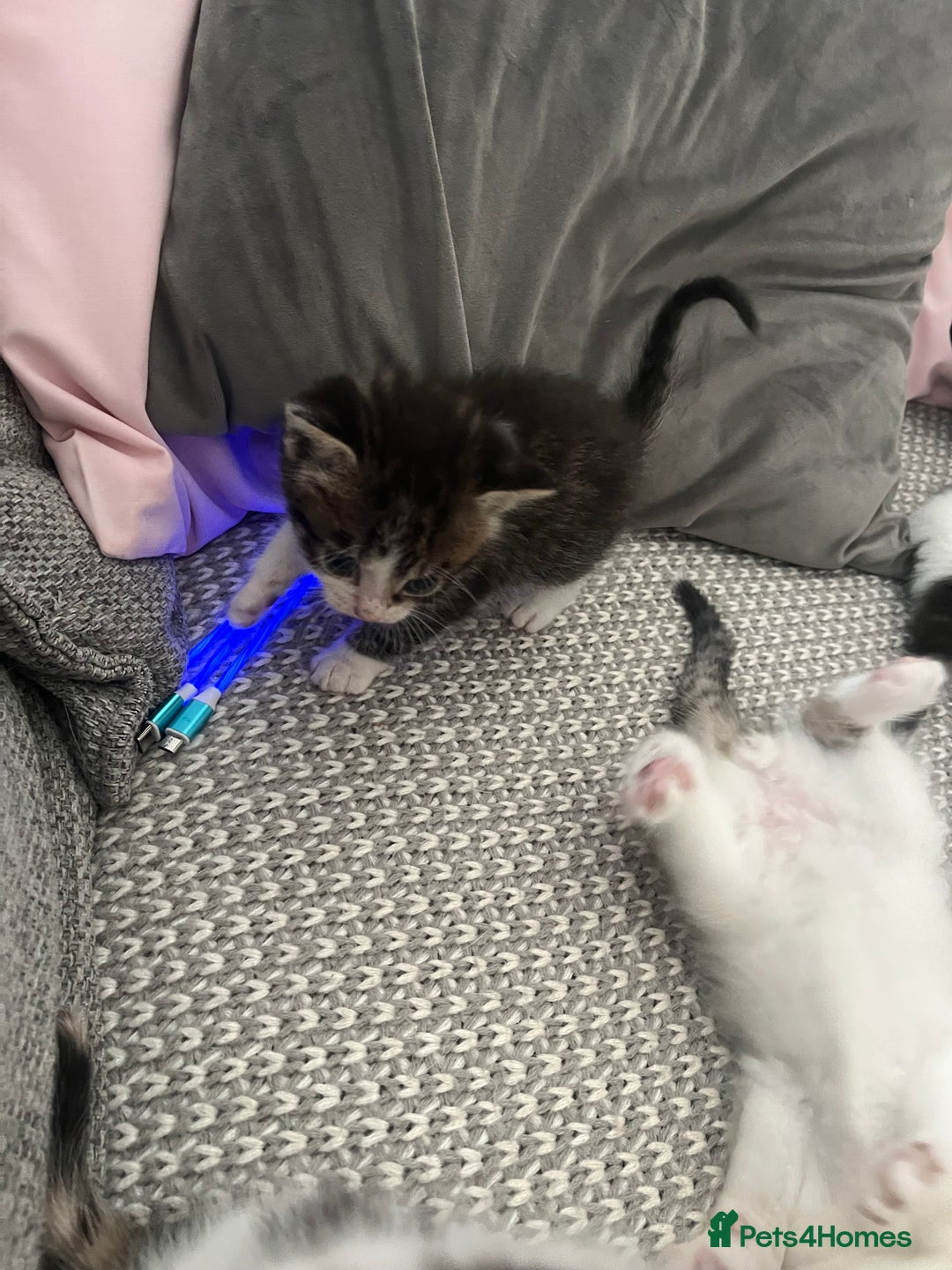 Maine Coon cats for sale: Mainecoon cross kittens - Image 9