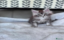 Maine Coon cats for sale: Our little Bertie is available  - Image 3