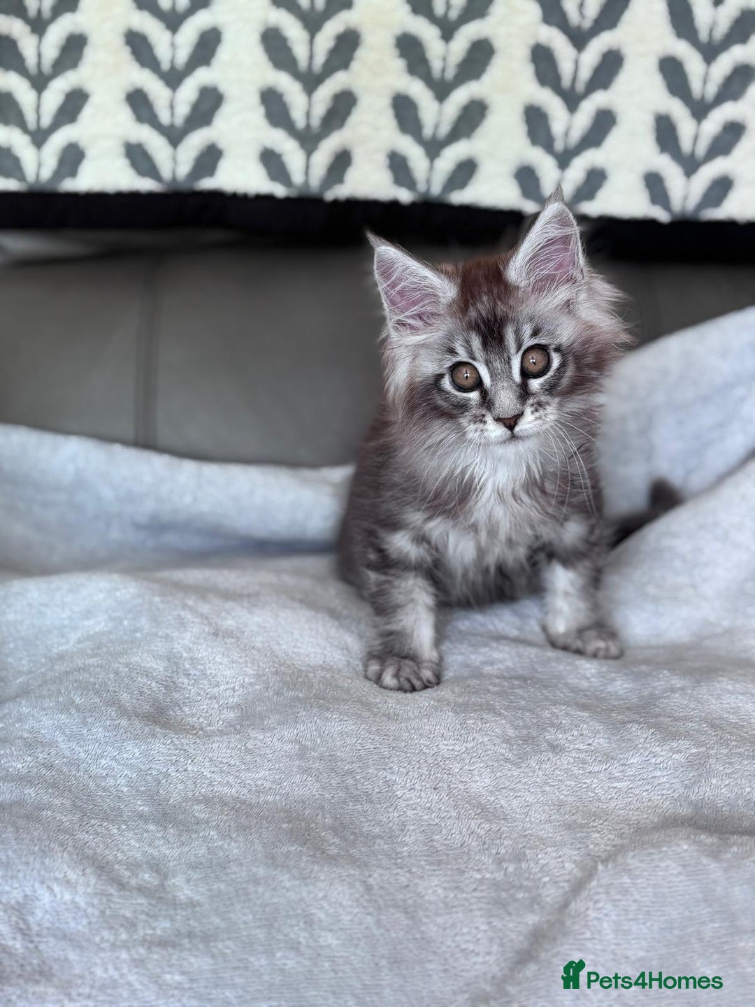 Maine Coon cats for sale: Our little Bertie is available  - Image 3
