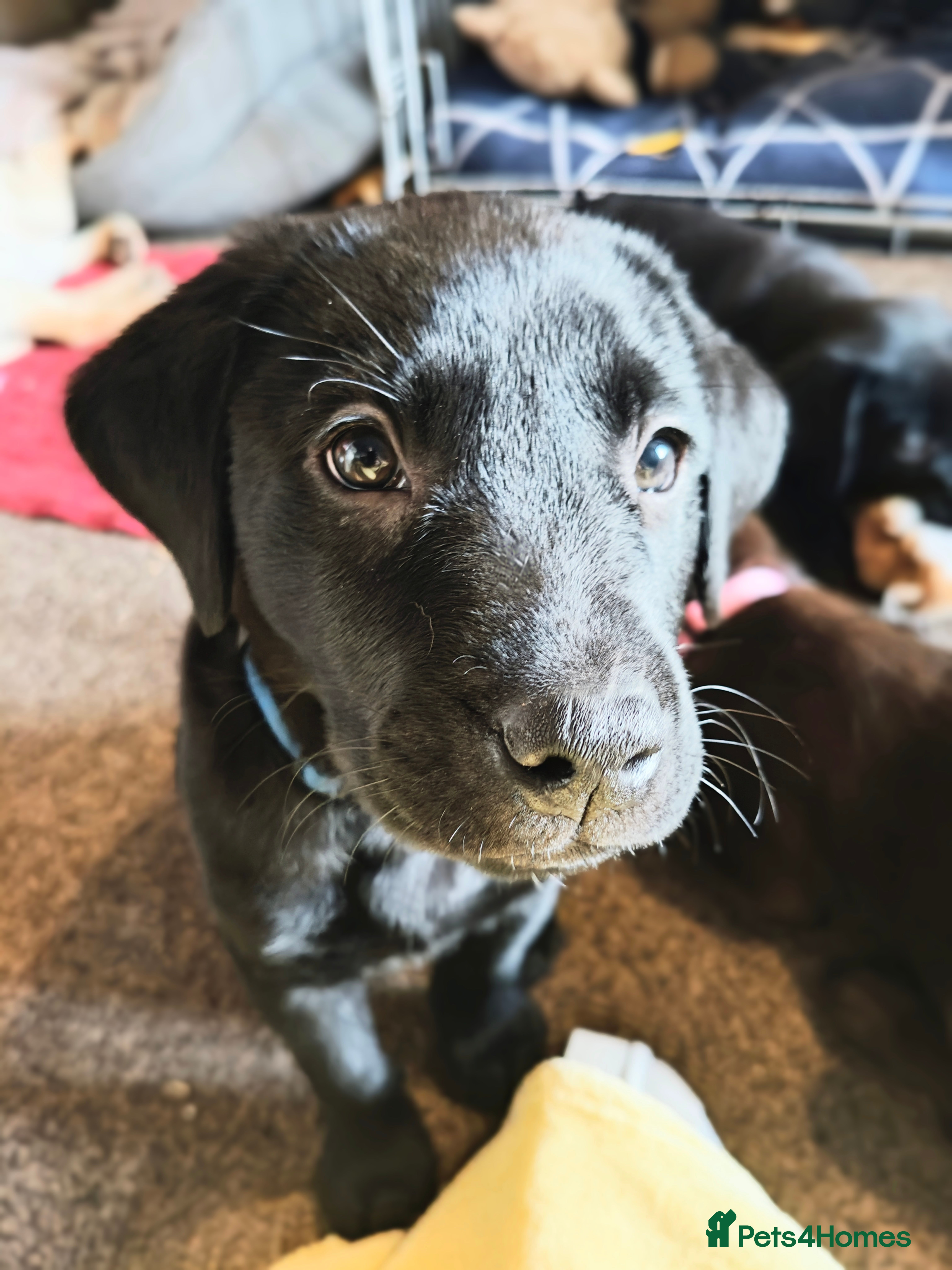 Labrador Retriever dogs *2 left* KC reg labs (READY TO GO NOW!) - Advert 1