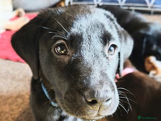 Labrador Retriever dogs *2 left* KC reg labs (READY TO GO NOW!) - Advert 14