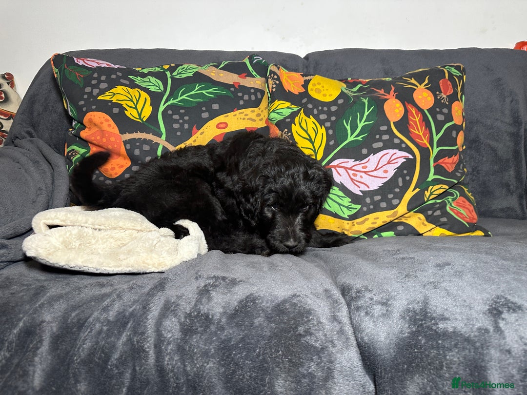 Goldendoodle dogs for sale: Black Phantom Goldendoodles Ready For A New Home! - Advert 29
