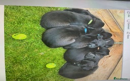 Labrador Retriever dogs for sale: KC registered Black Lab pups - Image 4