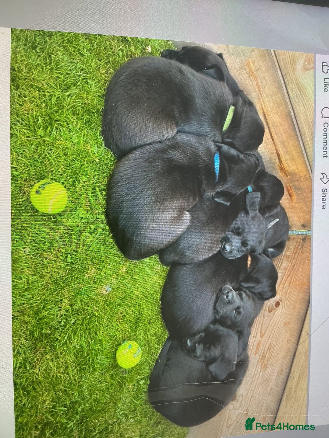 Labrador Retriever dogs for sale: KC registered Black Lab pups - Image 4