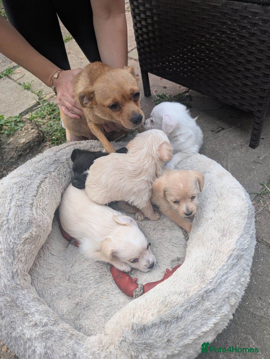 Chipoo dogs for sale: Chihuahua cross poodle puppies  - Image 10