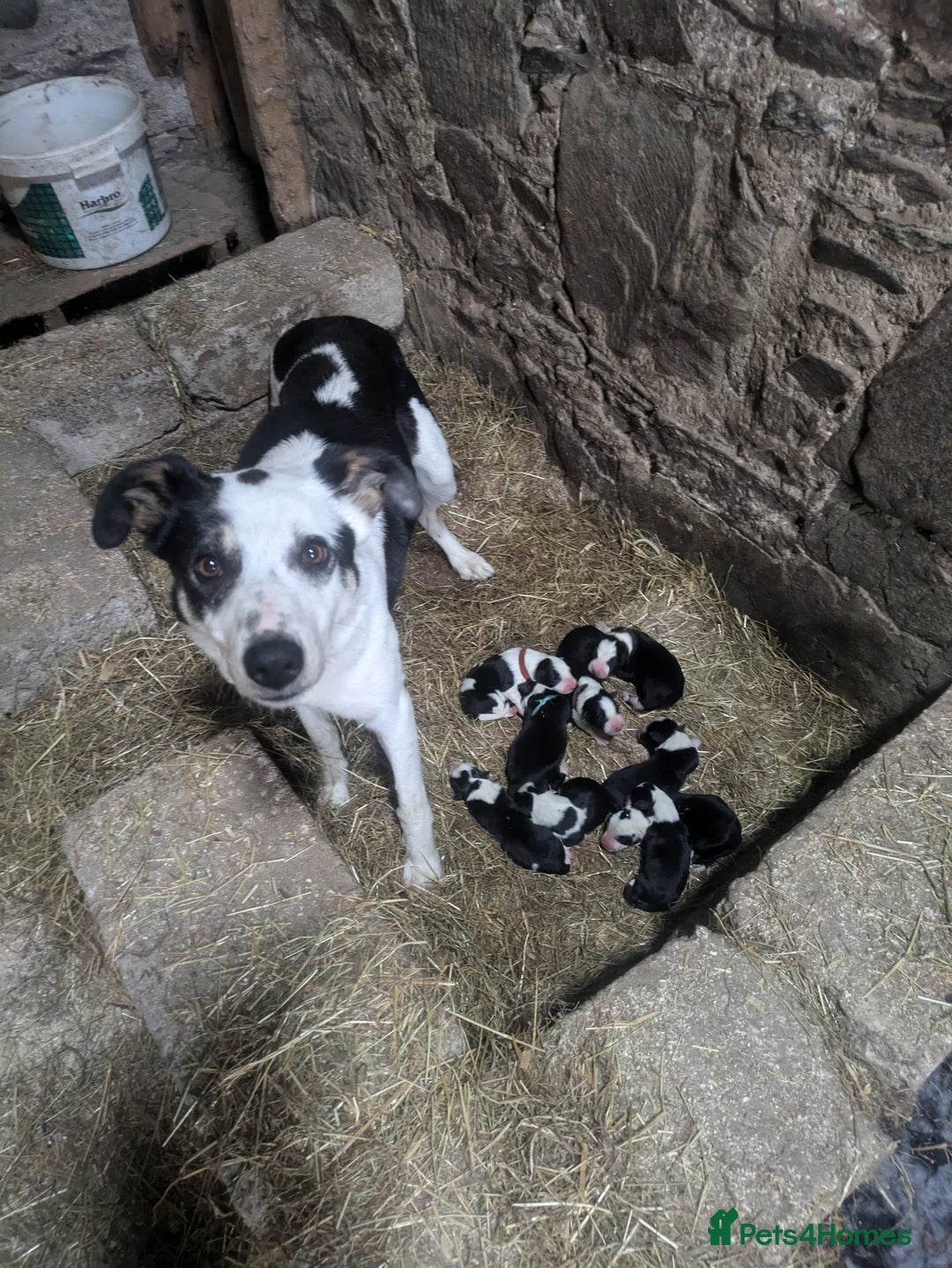 Border Collie dogs for sale: Border Collie Puppies - Image 9