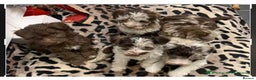 Miniature Schnauzer dogs for stud: KC Reg Choc/White Min Schnauzer MAC +BVA Clear in Coventry - Advert 16