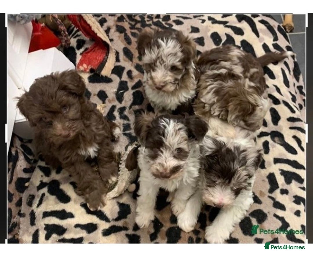 Miniature Schnauzer dogs for stud: KC Reg Choc/White Min Schnauzer MAC +BVA Clear in Coventry - Advert 16