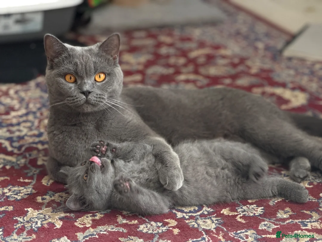 British Shorthair cats for sale: Ready to collect-GCCF British shorthair  kittens!  - Advert 17