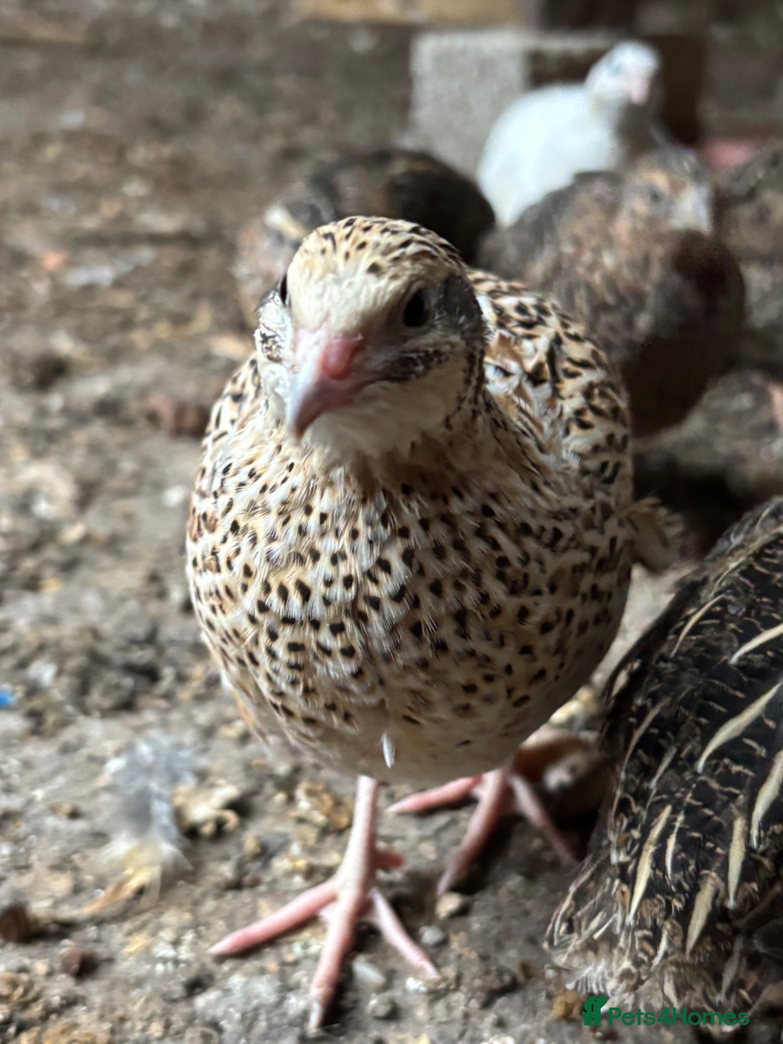 Quail poultry for sale: Quail for sale 10£  - Advert 2