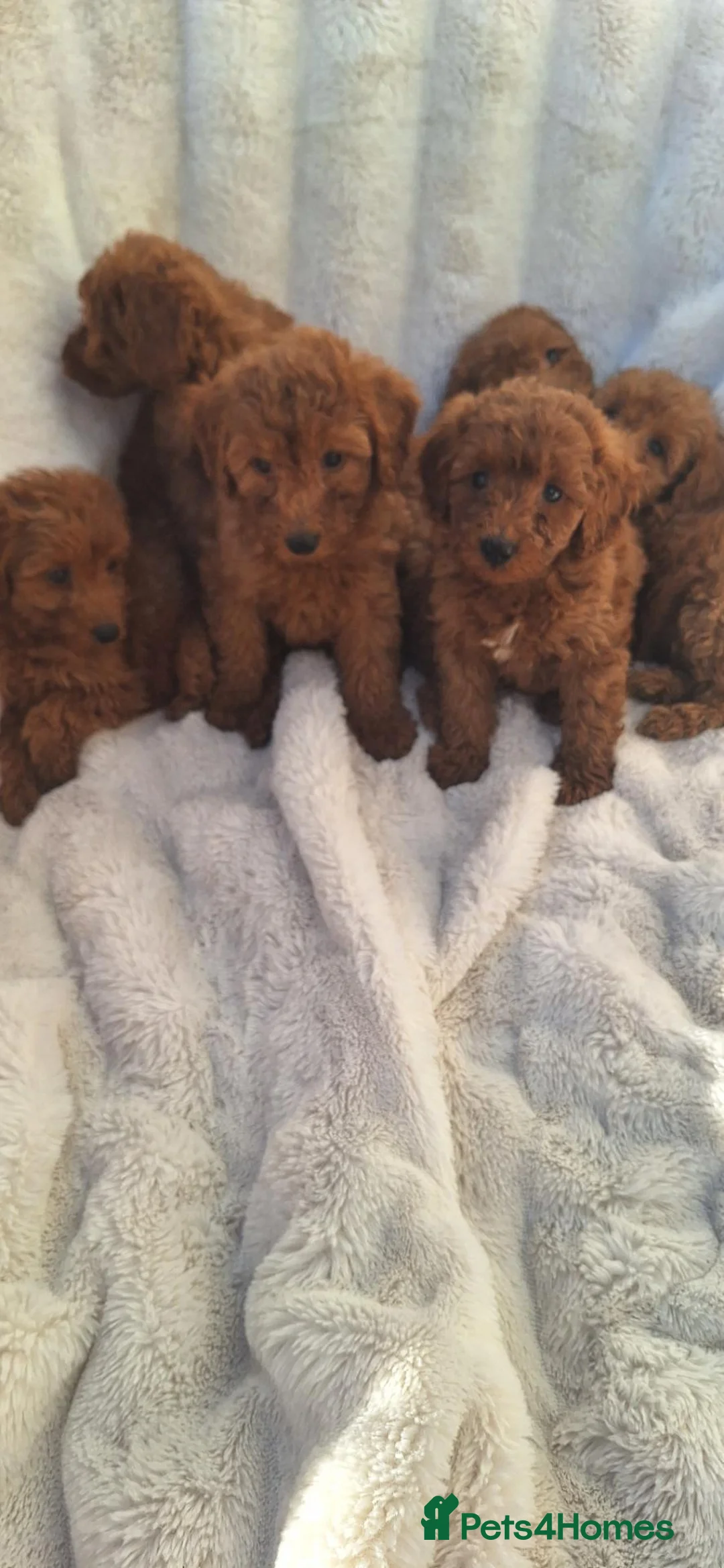 Miniature Poodle dogs for sale: 6 beautiful miniture poodle puppies - Advert 1