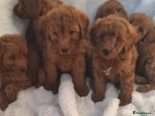 Miniature Poodle dogs 6 beautiful miniture poodle puppies - Advert 1